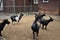 Black goats on the catwalk at the zoo are walking in herd