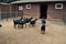 Black goats on the catwalk at the zoo are walking in herd