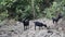 Black goats on the edge of the rainforest