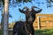 black goats head on meadow