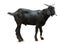 Black Goats stand isolate on white background with clipping path