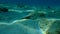 Black goby Gobius niger undersea, Aegean Sea, Greece.