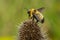 Black-and-gold Bumble Bee - Bombus auricomus