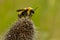 Black-and-gold Bumble Bee - Bombus auricomus