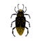 Black and gold glitter bug beetle, celestial vector fairy insect golden illustration