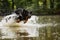 Black and gold Hovie, dog hovawart bouncing in water that splashes high