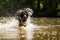Black and gold Hovie, dog hovawart water splashes when running around