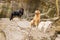 Black and gold Hovie three male dogs pose on a rock