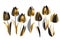 Black and gold tulip flowers vector illustration