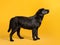 Black golden labrador retriever dog isolated on yellow background. Studio shot