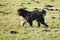 Black Goldendoddle running in a meadow while playing. Fluffy long black coat