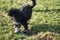 Black Goldendoddle running in a meadow while playing. Fluffy long black coat