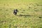 Black Goldendoddle running in a meadow while playing. Fluffy long black coat