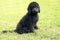 Black Goldendoodle