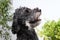 Black Goldendoodle dog headshot