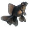 Black Goldfish