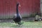 Black goose