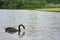 Black goose at the botanical garden of Singapore