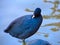 Black Goose Grooming in Lake