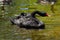 A black goose swimming in a pond