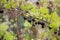 Black gooseberry and dill umbels