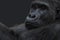 Black gorilla with black background