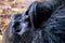 Black gorilla closeup face portrait