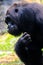 Black gorilla closeup portrait