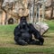 Black gorilla sitting, Lisbon zoo, Portugal