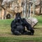 Black gorilla sitting, Lisbon zoo, Portugal.