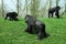 Black gorillas landscape