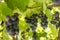 Black Gprape Vine Leaves