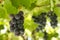 Black Gprape Vine Leaves
