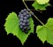 Black grape 1