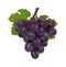 Black grape. 3d bunch of grapes, realistic fruit with leaves. Isolated winery raw, fresh juicy natural food vector