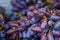 Black grape background/ dark grapes, blue grapes , Red Grape sold in theThai market.