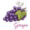 Black grape berries vector icon