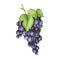 Black grape bunch watercolor image. Realistic ripe organic purple grape heap. Delicious dark violet sweet juicy fruit