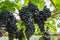 Black grape in the organic vineyard
