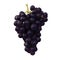 Black grapes clipping path
