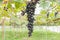 Black Grapes in Grape Garden or Vineyard Center Position
