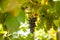 Black grapes in an organic vineyard. Close up view and selective focus.