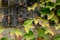 Black grapes on a rural farmhouse wooden wall