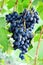 Black grapes on vines in French vineyard. Ripe dark blue wine grapes harvest. Fresh bunch of black grapes harvest outside
