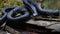 A black grass snake lies on a dry trunk of a fallen tree among green grass and moss.