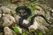 Black Grass Snake on rocks
