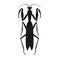 Black Grasshopper Icon