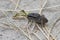 Black grasshopper sitting on the sand on a day.