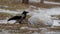 Black and gray crow pecks plastic bag that lies on the ground in search of food