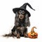 black and gray halloween dachshund